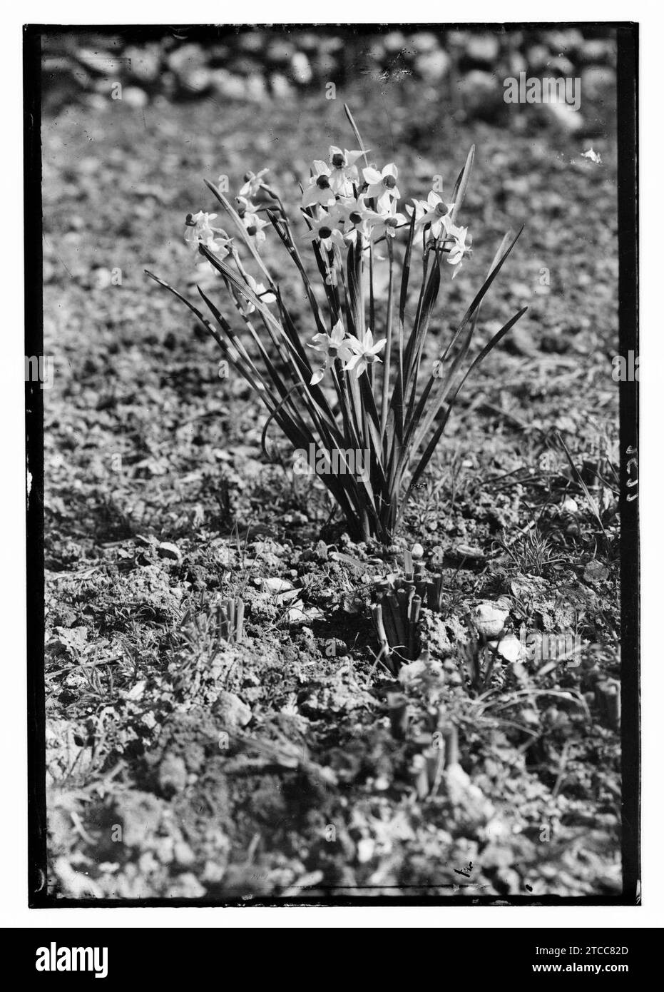 Wild flowers of Palestine. 'Rose of Sharon' (Narcissus Tazetta L) Stock Photo