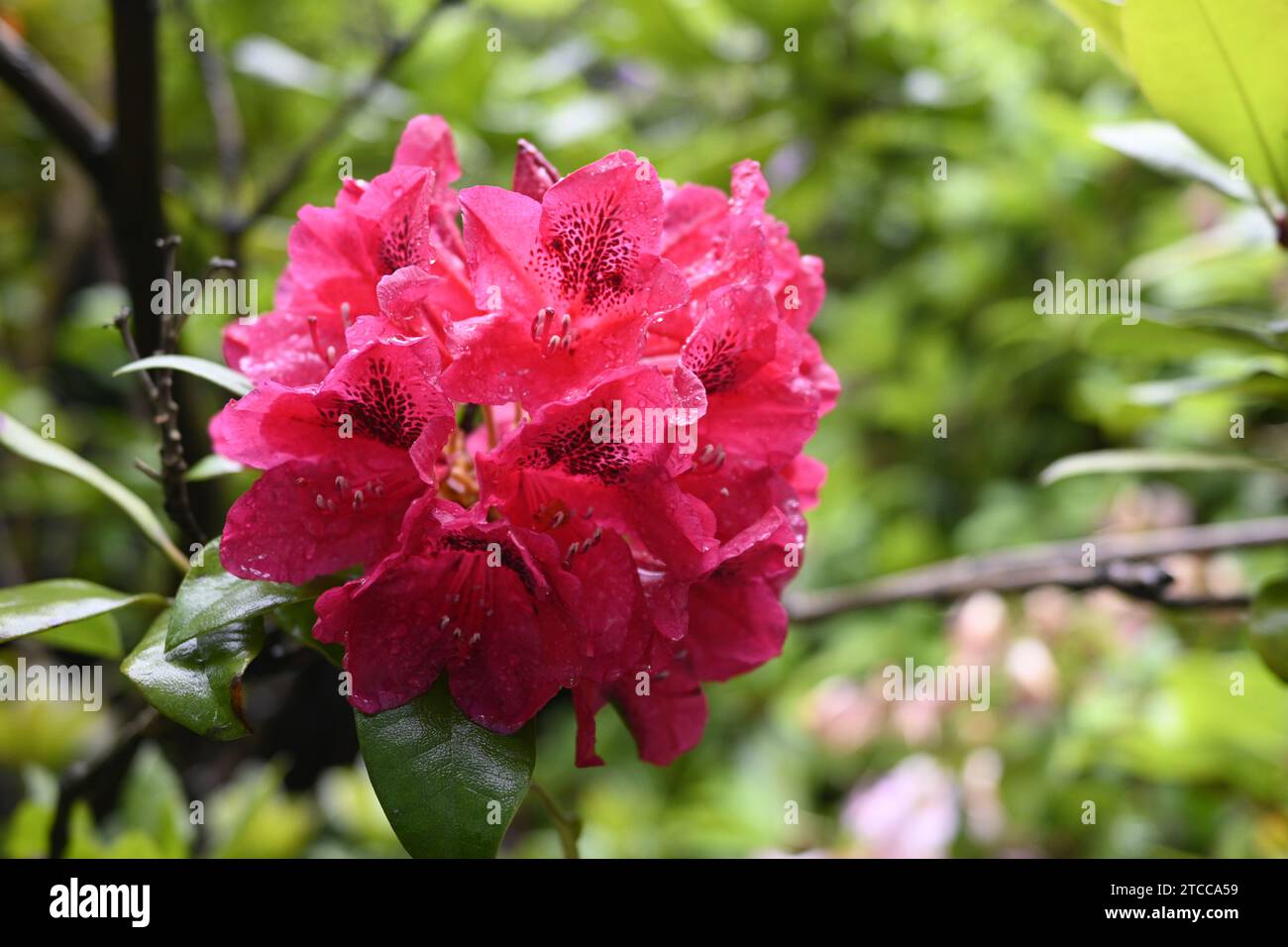 Solitary wild flower hi-res stock photography and images - Alamy