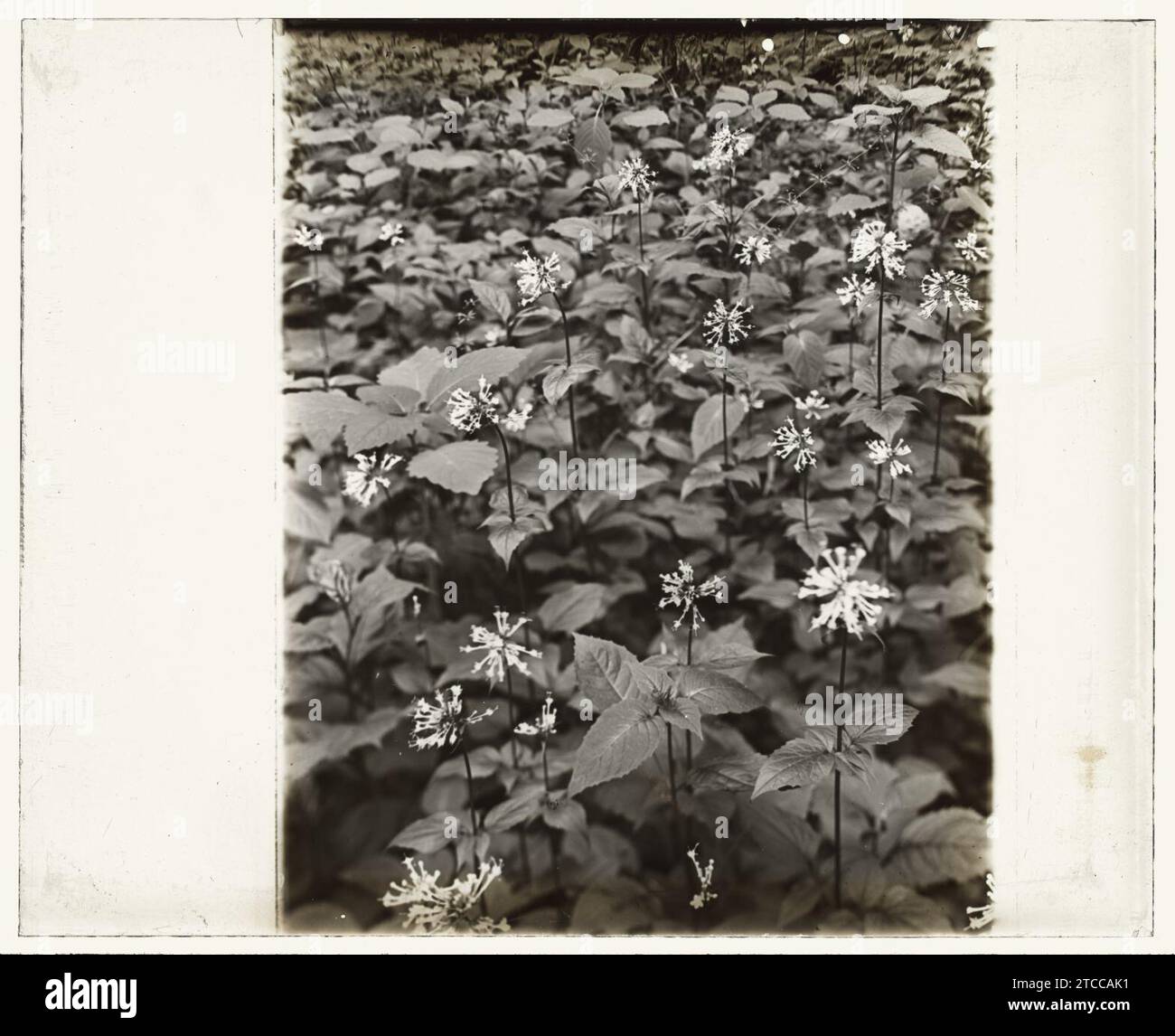 Wildflowers in bloom Stock Photo - Alamy