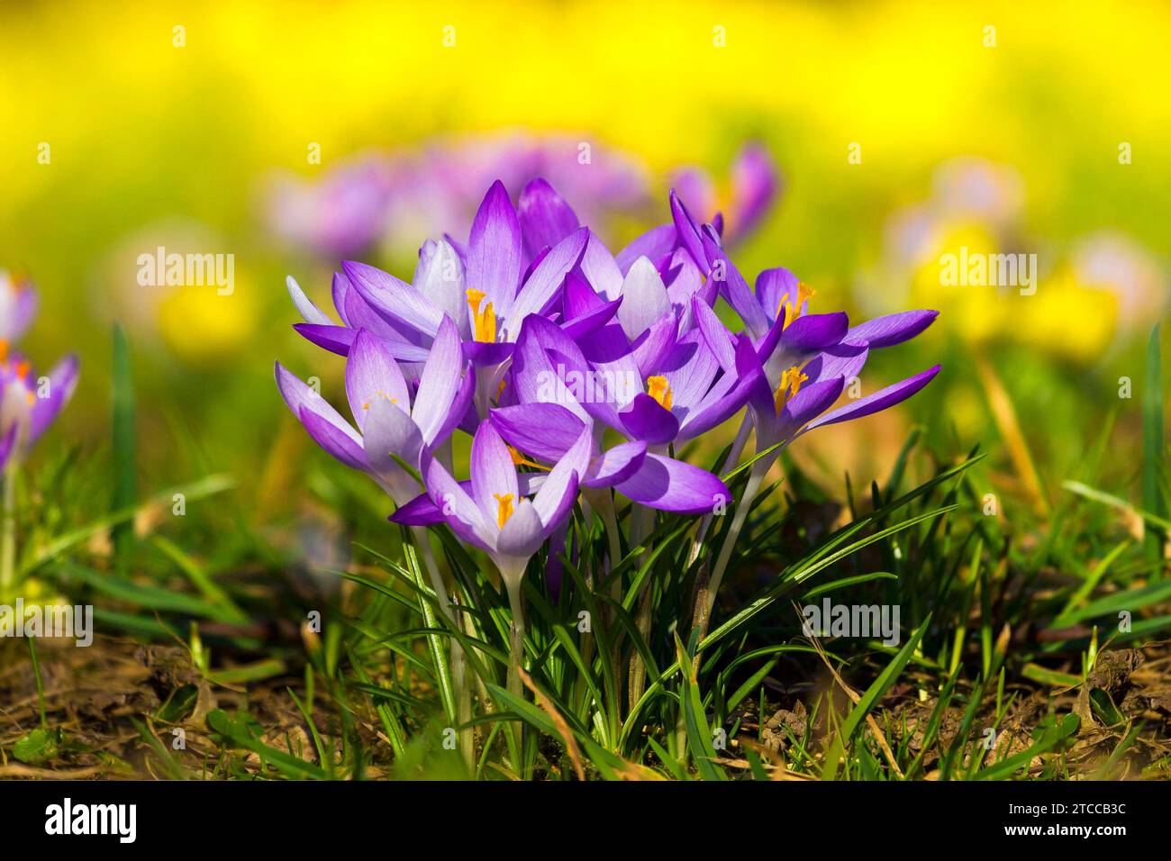 Spring Bloomers Spring watch garden hi-res stock photography and images - Alamy