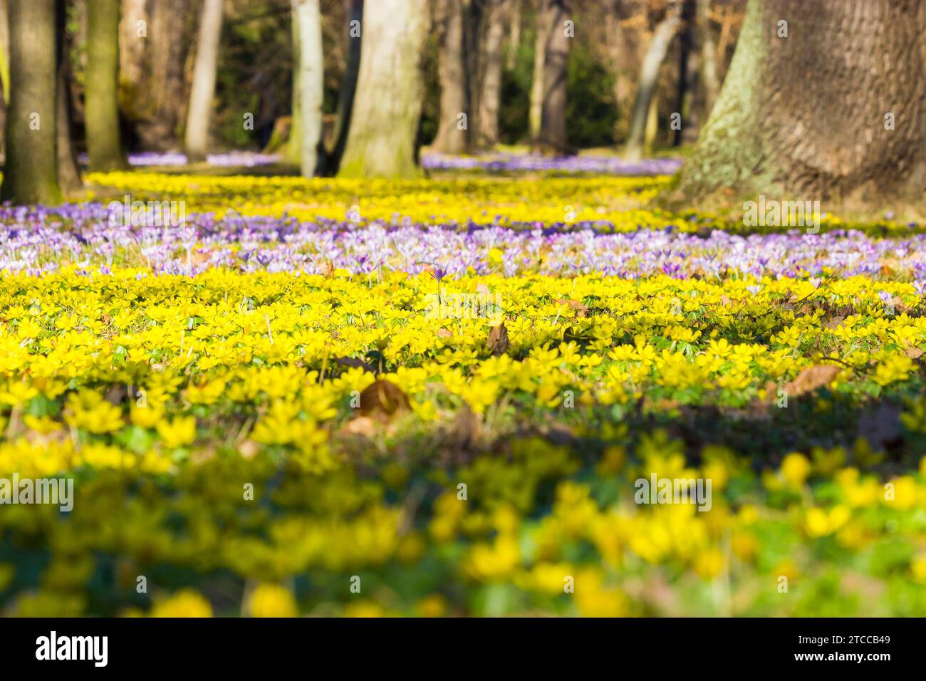 Spring bloomers in the Great Garden Stock Photo