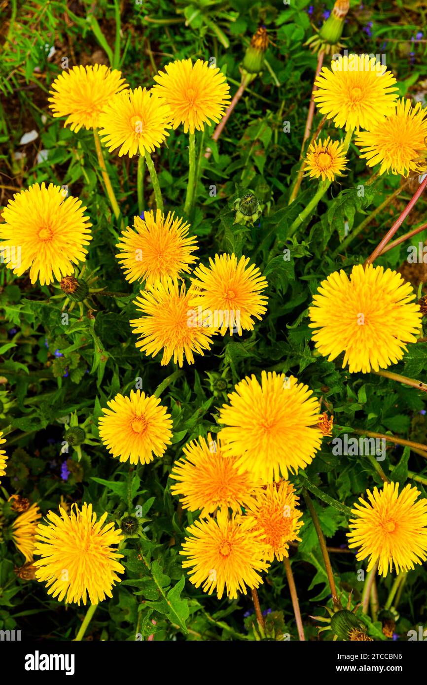 The common dandelion (Taraxacum) represents a group of very similar and closely related plant species in the genus Dandelion of the composite family Stock Photo
