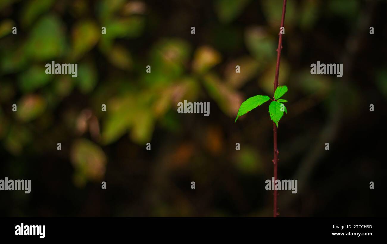 Highlighting stem structure hi-res stock photography and images - Alamy