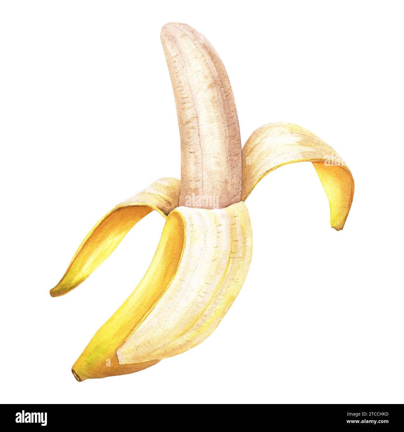 Banana an elongated, edible peeled yellow fruit, berry. Hand drawn watercolor botanical