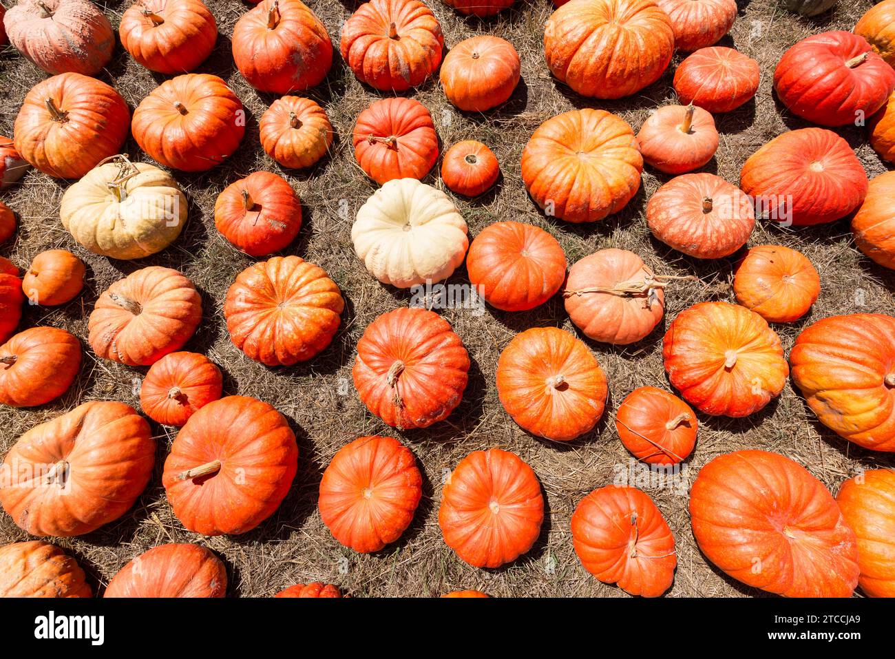 Pumpkins for sale before Halloween at a farm on the California coast