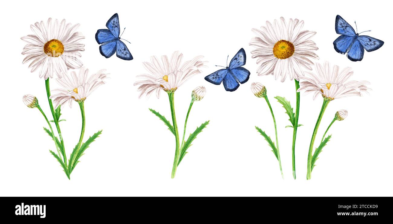 Set of white daisy flower compositions and blue butterflies. Hand drawn botanical watercolor illustration isolated on white background. For clip art, Stock Photo