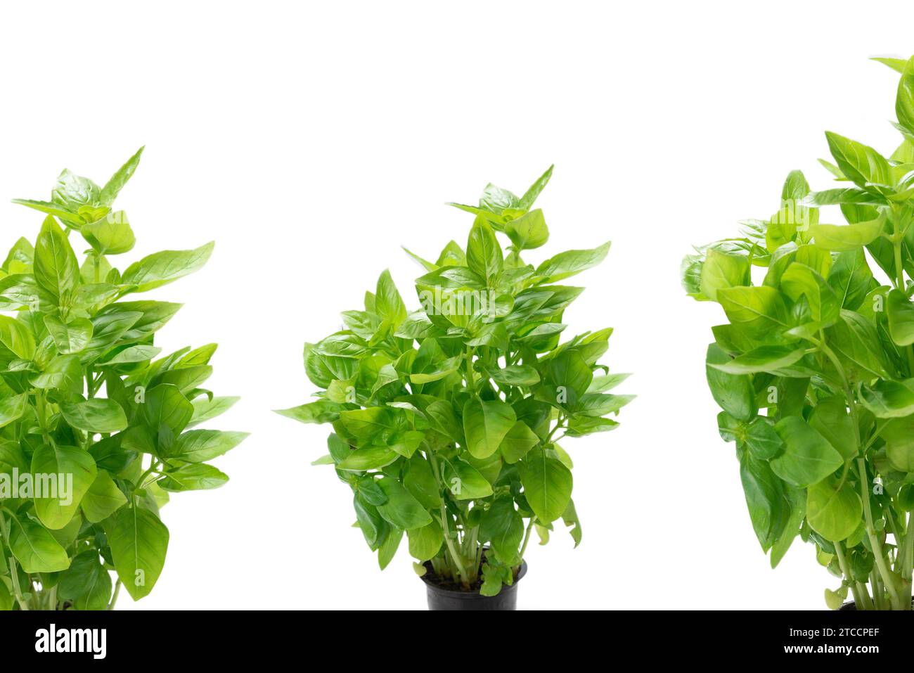 Basil in a pot isolated on white background Stock Photo - Alamy