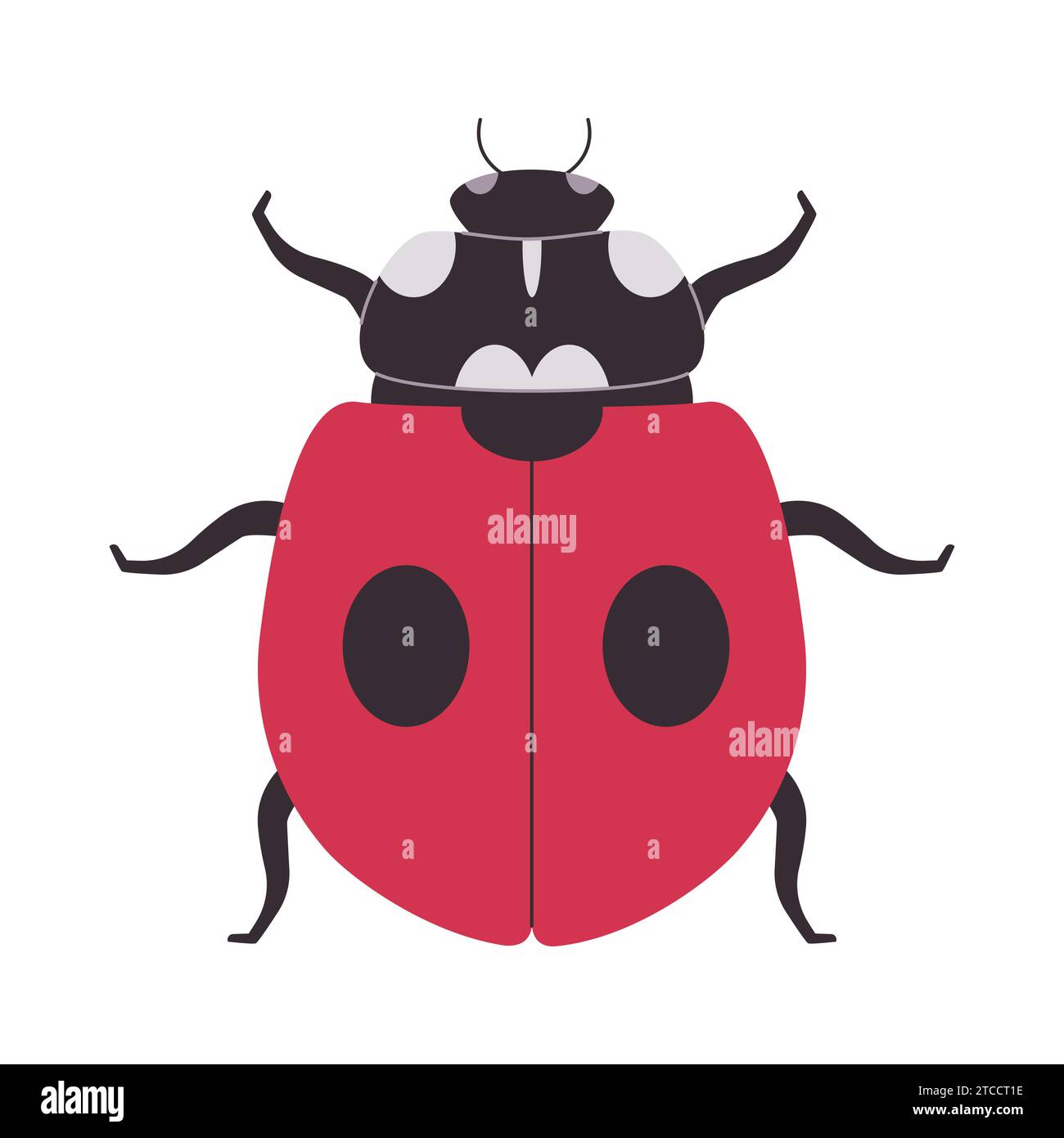 red and black color two spotted ladybug wild nature small insect beetle