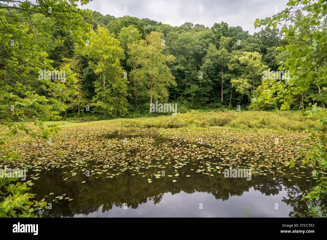 A Swamp Along The Moonville Rail Trail in South Eastern Ohio Stock ...