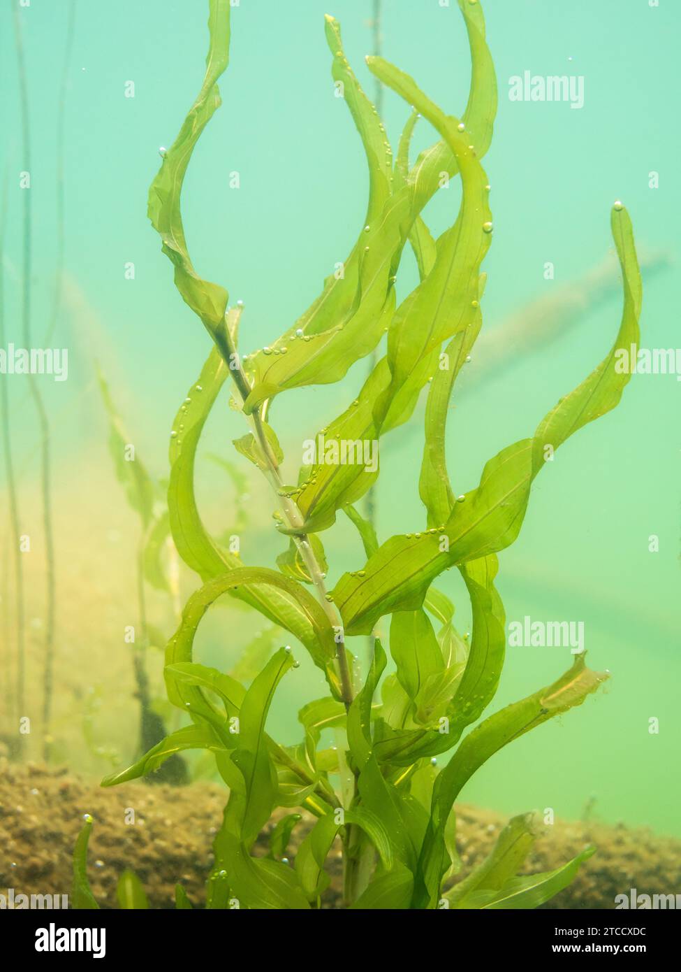 Potamogeton praelongus aquatic plant Stock Photo