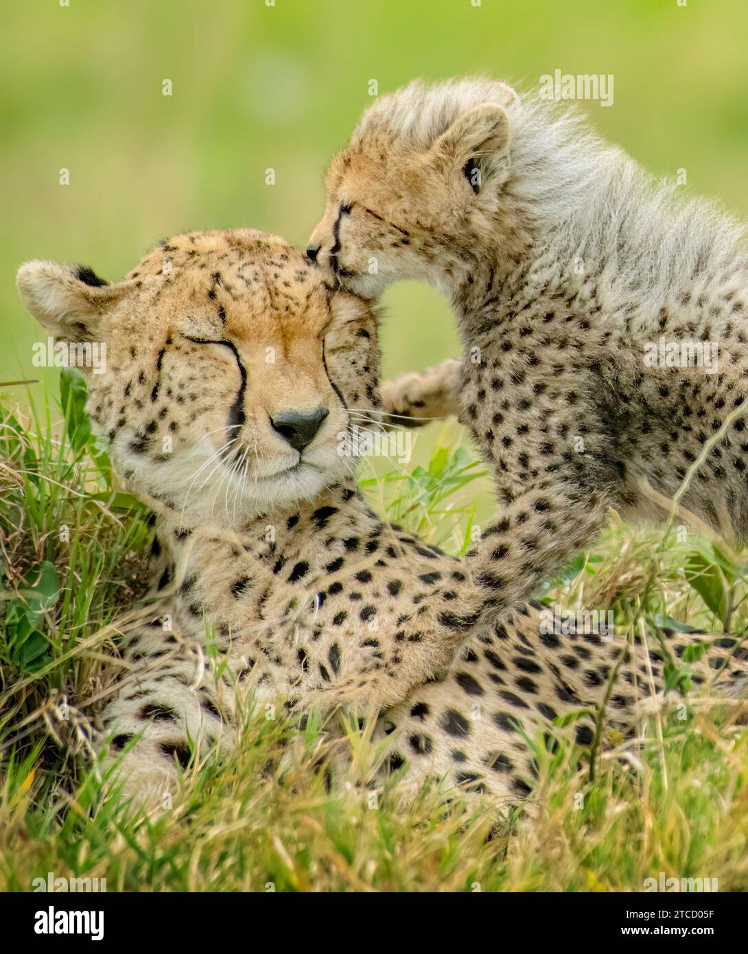 Cheetah cub loving his mum KENYA ADORABLE images show beautiful beasts ...