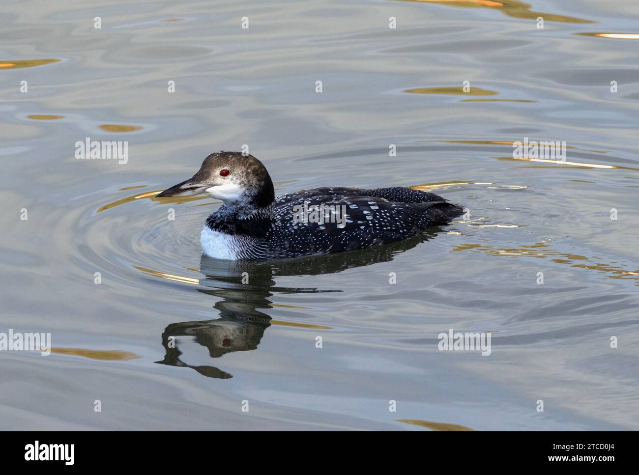 An adult Great Northern Diver or Loon in breeding plumage in early winter. These birds breed in