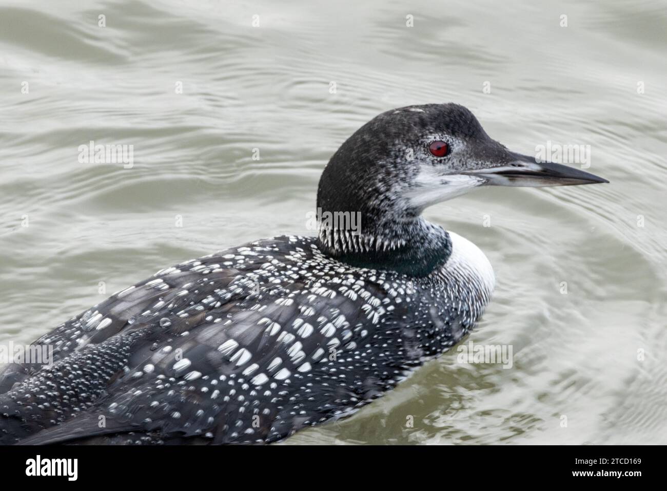 An adult Great Northern Diver or Loon in breeding plumage in early