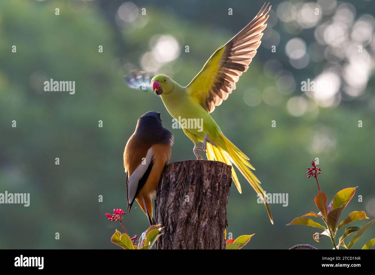 The parrot stands its ground CHANDIGARH, INDIA COMEDIC images show a