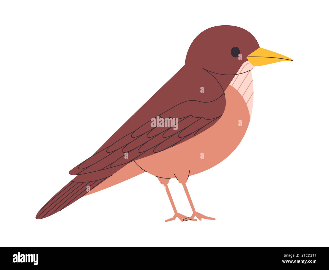 brown color small bird clay colored thrush species pretty cute nature animal wildlife creature Stock Vector