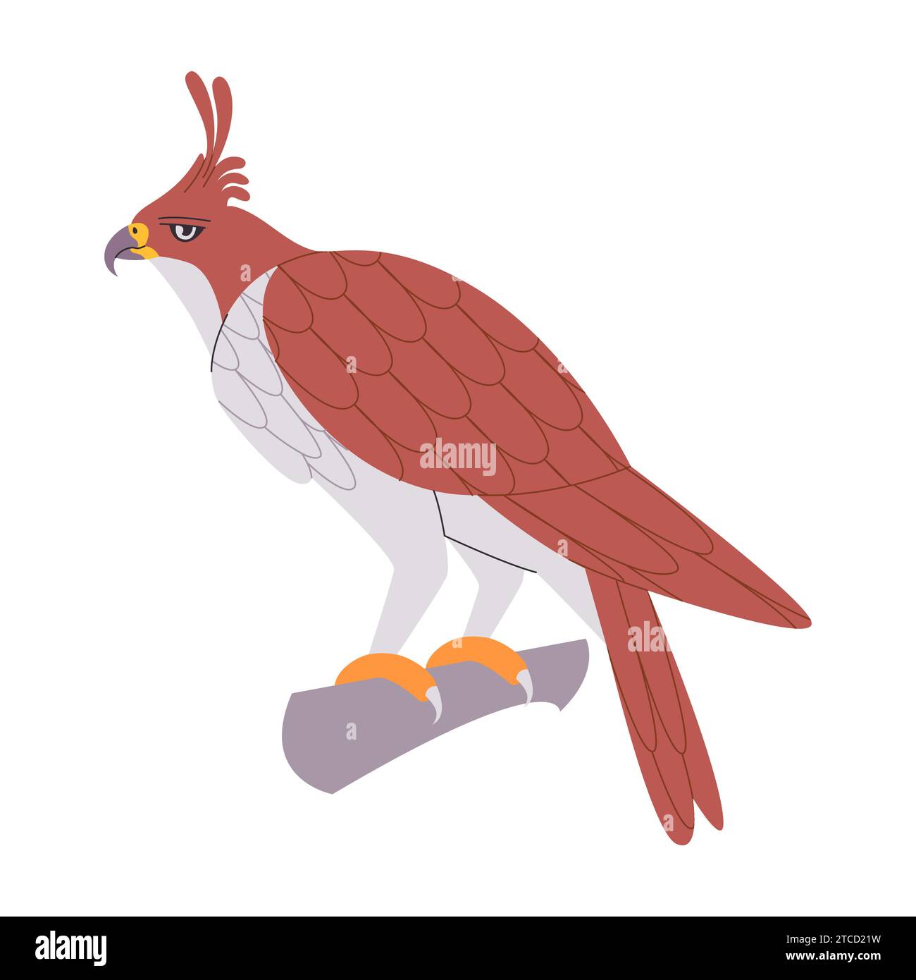 brown color java hawk eagle bird perched in branch wild nature predator hunter animal have beak and sharp claw Stock Vector