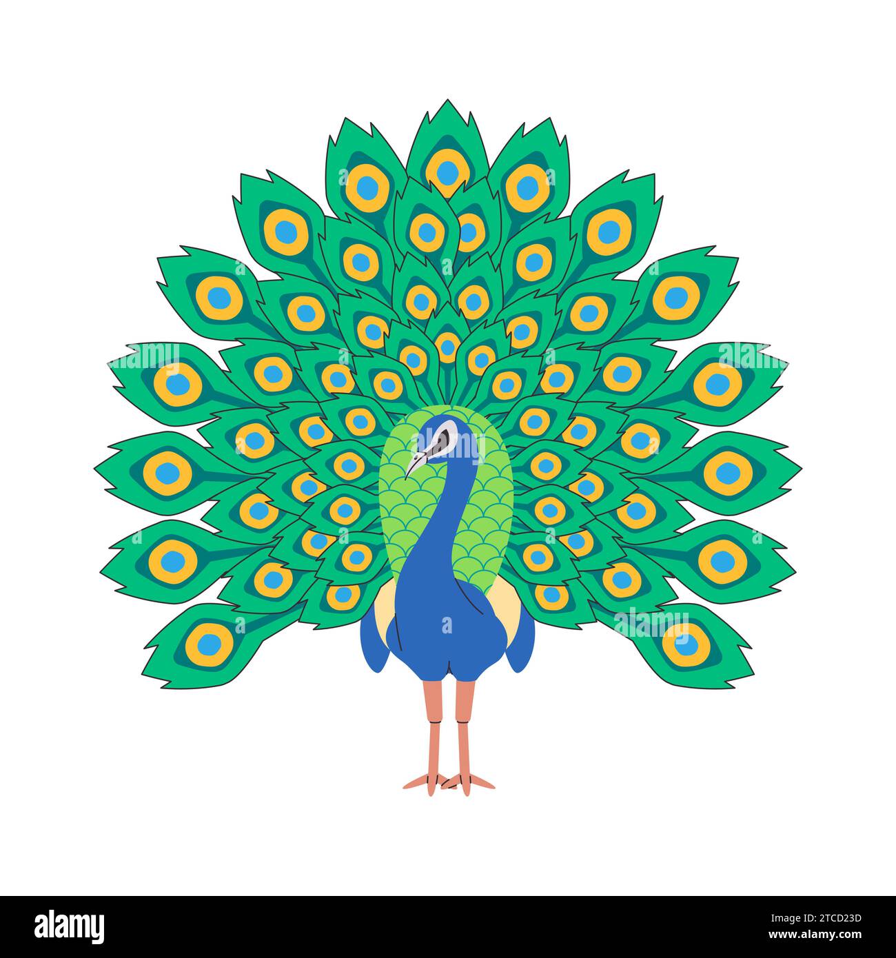 indian peafowl bird nature animal with open showing beautiful body adornment elegant tail pretty feather Stock Vector