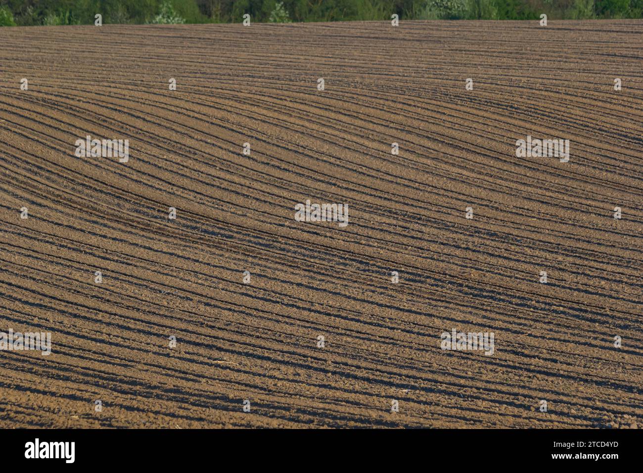 Plowed, Planted And Hilling Rows Blackearth Field. Ground Texture