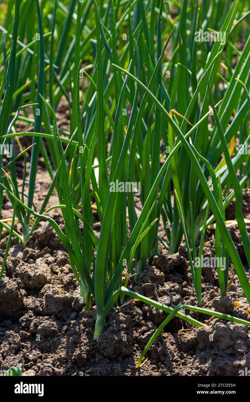 green onions growing in the garden. Stock Photo
