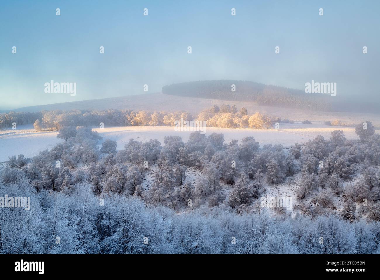 Clearing december fog over a snowy hillside just after sunrise. Morayshire, Scotland Stock Photo