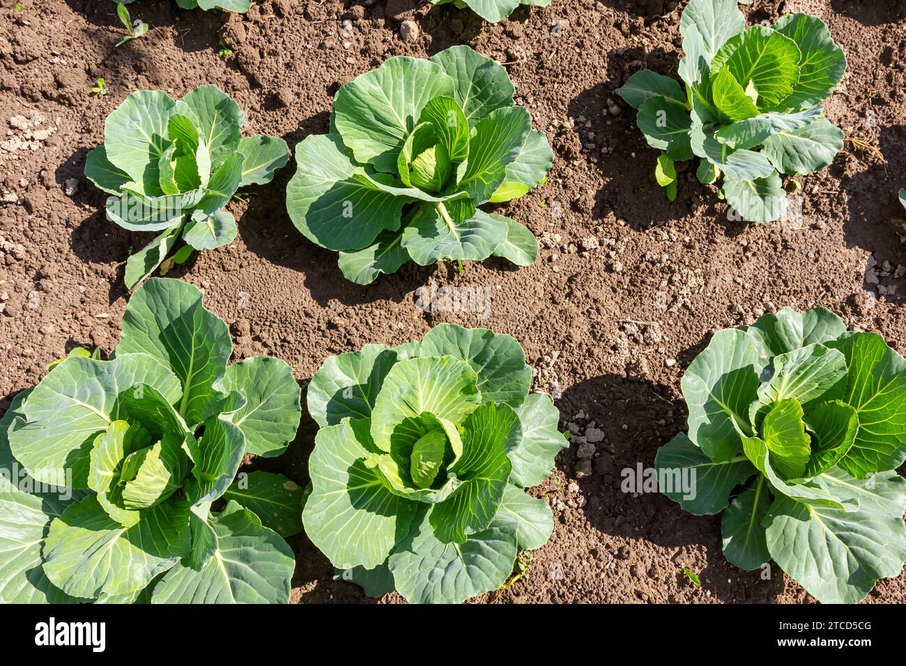 young cabbage sprout on the vegetable bed Stock Photo Alamy