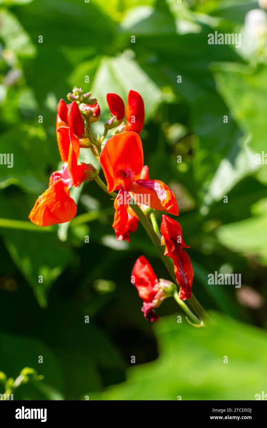Beautiful flowers of Runner Bean Plant Phaseolus coccineus growing in the garden. Stock Photo