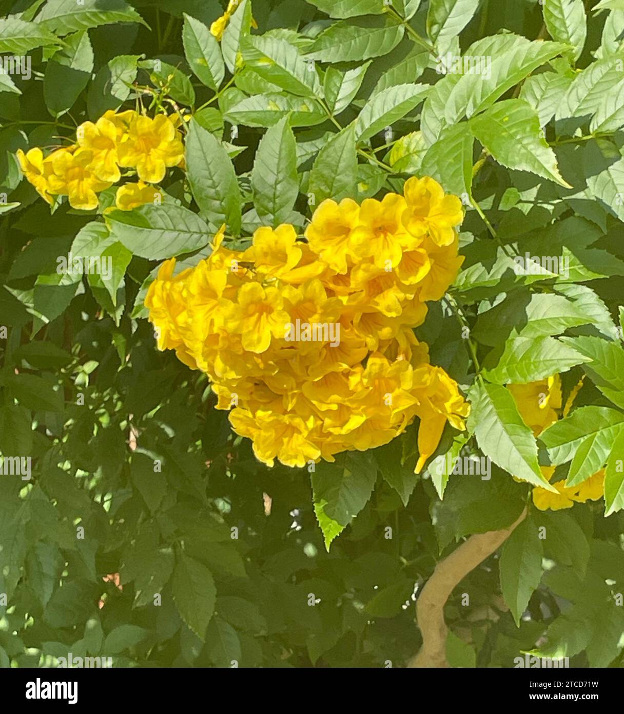 A close-up image of a vibrant yellow flowering plant in front of a backdrop of tall trees Stock Photo