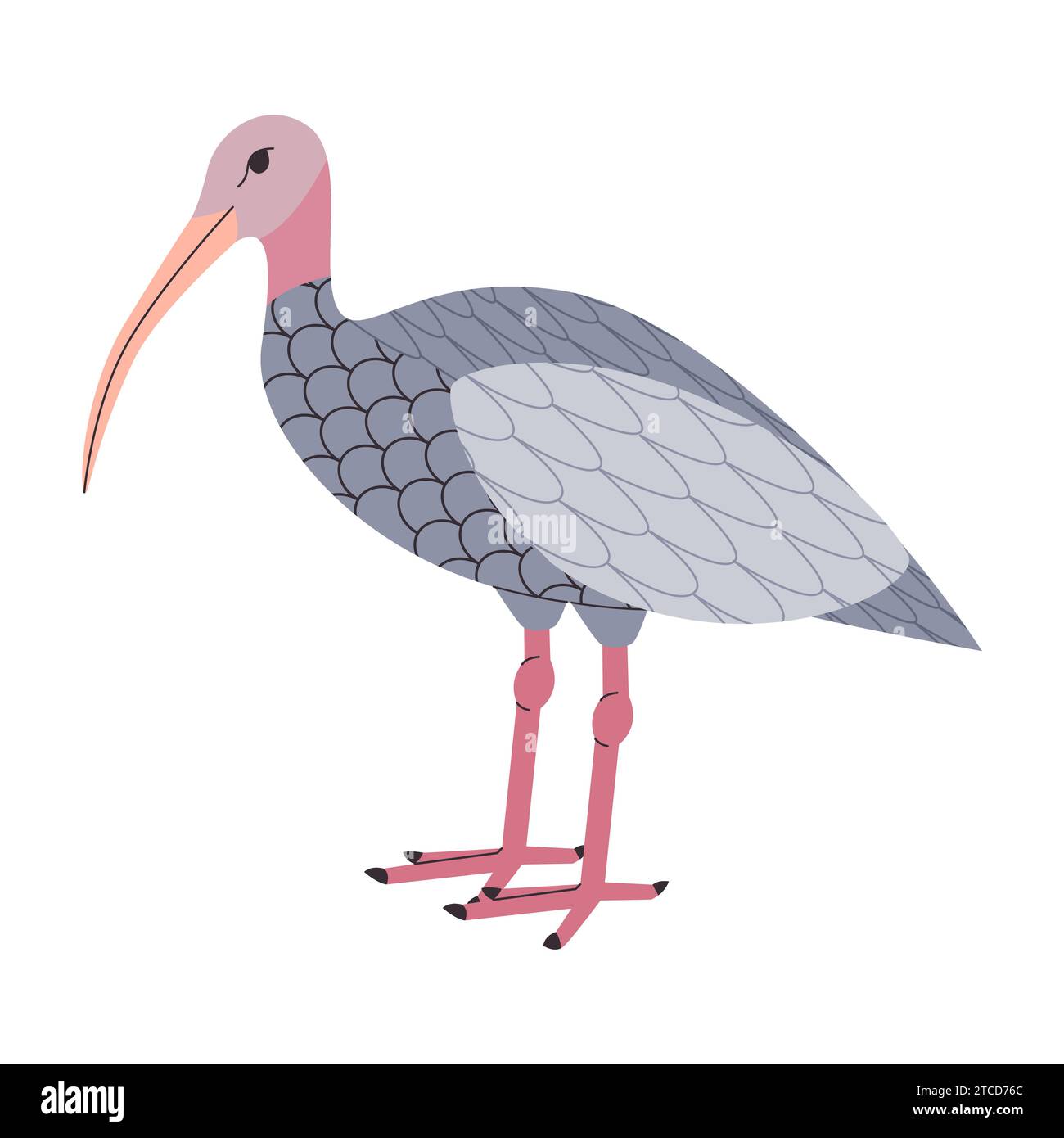 gray color giant ibis waterbird wild nature animal predator creature have long feet and curve beak Stock Vector