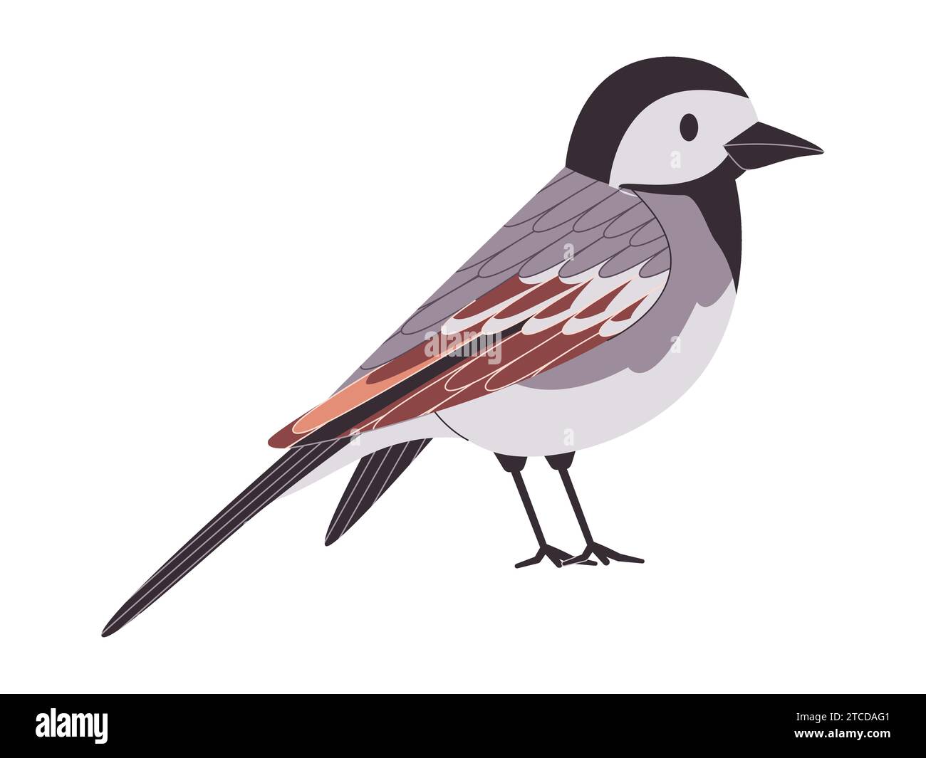 gray and black color small bird white wagtail species pretty cute nature animal wildlife creature Stock Vector