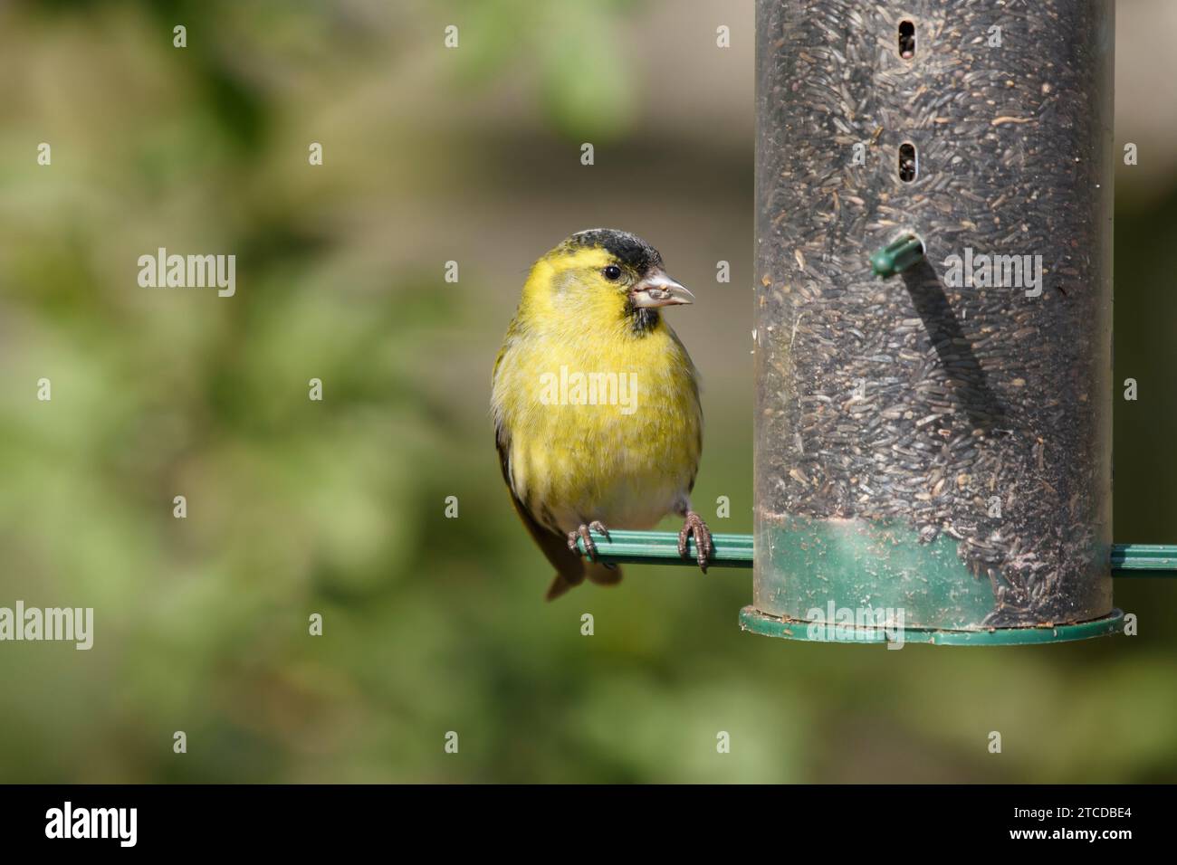 Eurasian siskin Carduelis spinus, male perched on nyger seed feeder, County Durham, England, UK, March. Stock Photo