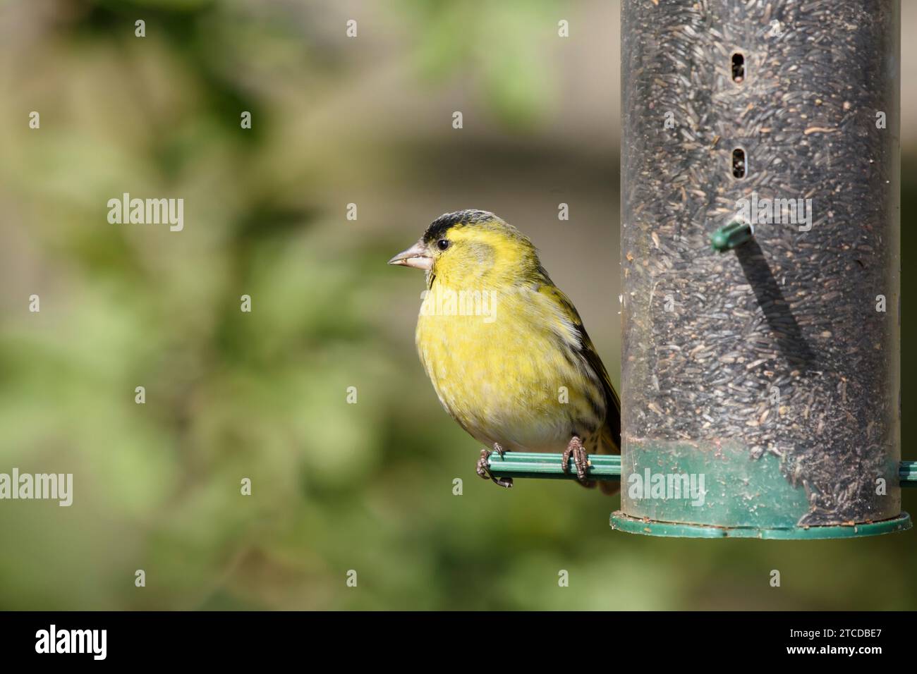 Eurasian siskin Carduelis spinus, male perched on nyger seed feeder, County Durham, England, UK, March. Stock Photo