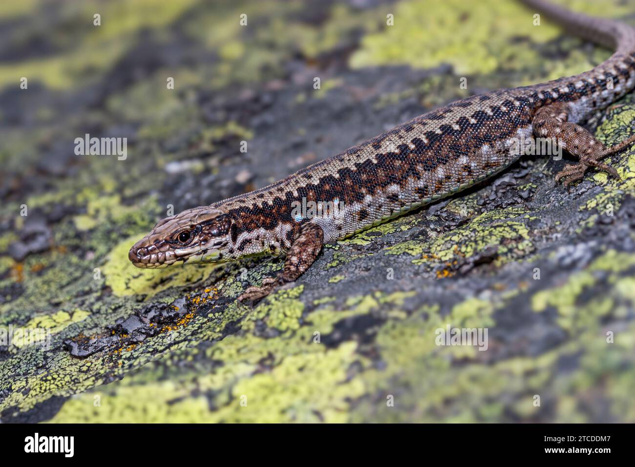 Female Iberian Rock Lizard (Iberolacerta monticola) standing on a rock covered with yellow lichens, at Estrela Mountain, Portugal Stock Photo