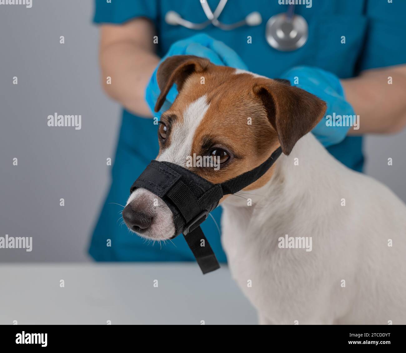 Jack russell muzzle 2025