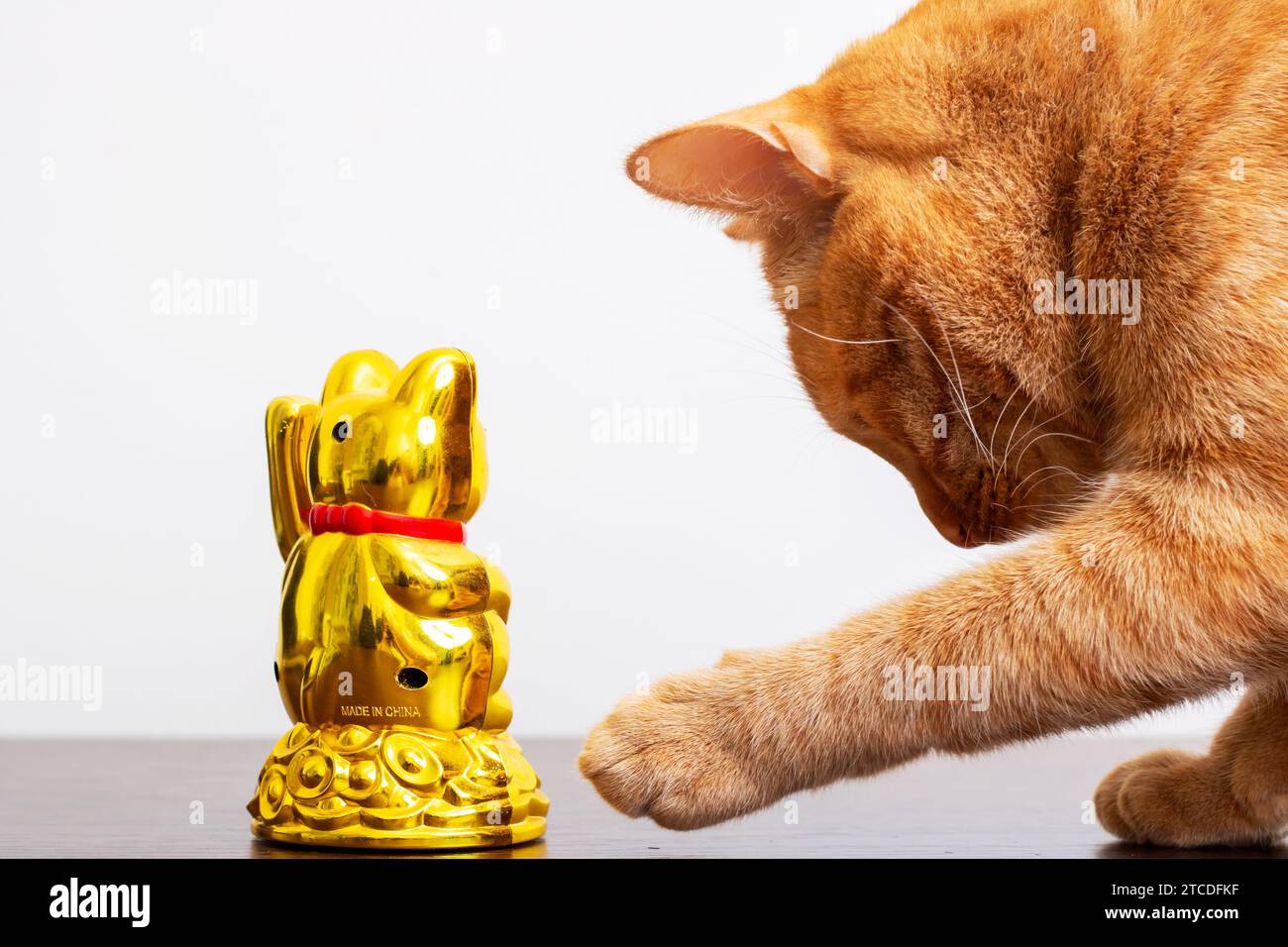 Cup broken cat hires stock photography and images Alamy