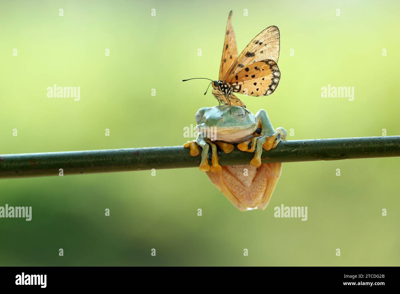Giving A Head Massage Indonesia Hilarious Images Show A Tawny Coster