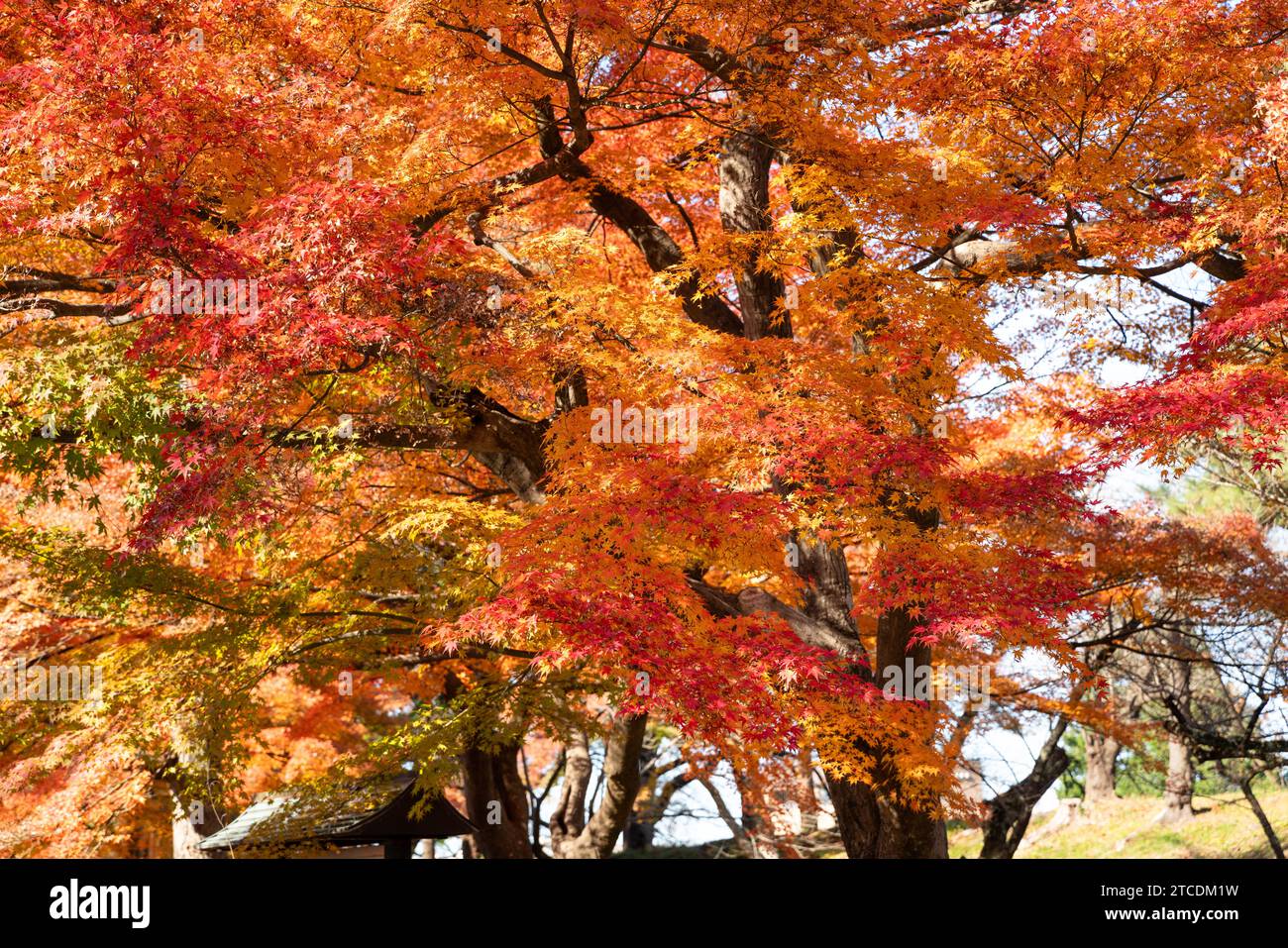 Beautiful maple leaves on the tree in autumn sunny day in Japan. Stock Photo