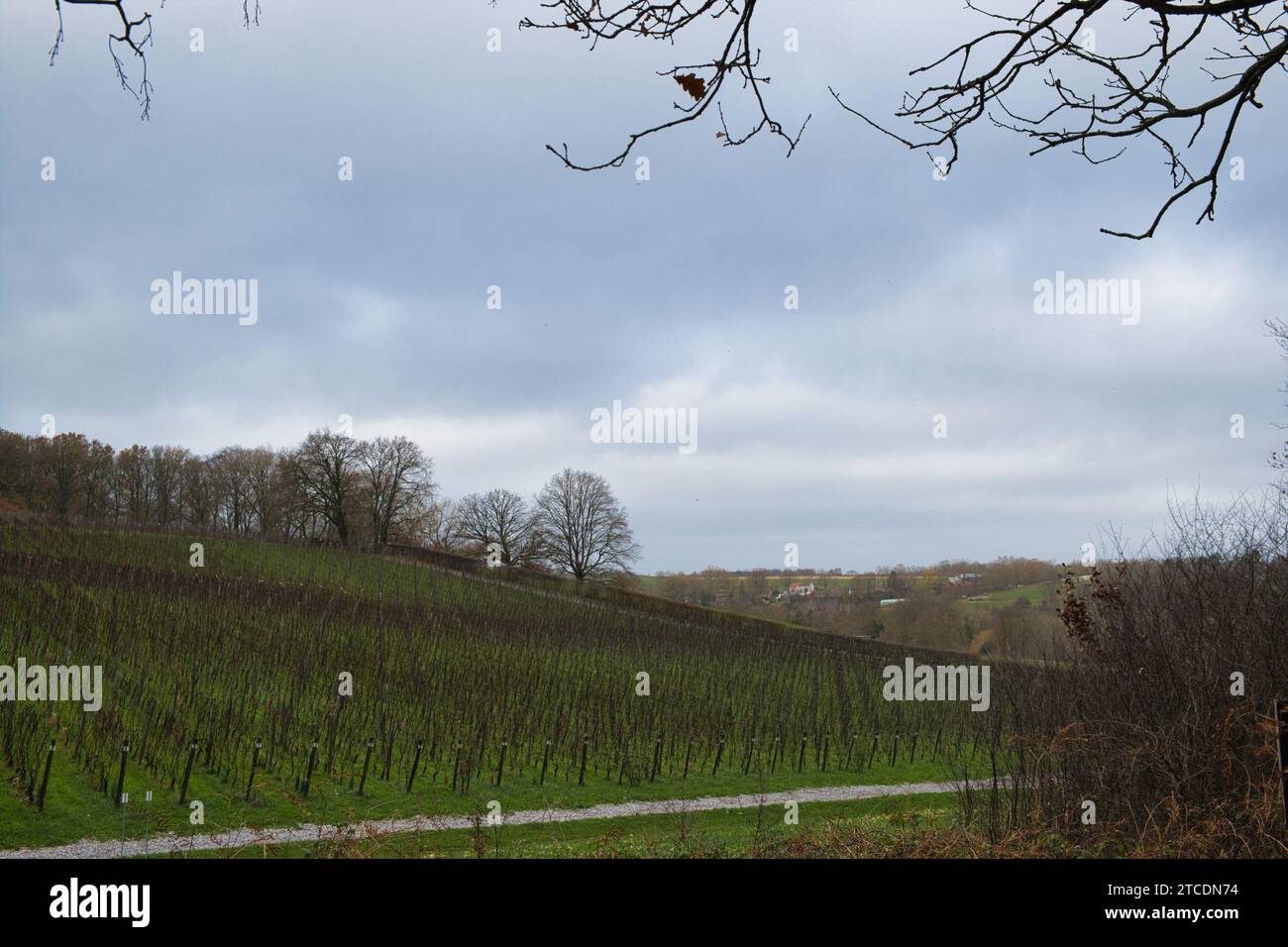 A scenic paved pathway surrounded by lush green grass and towering ...