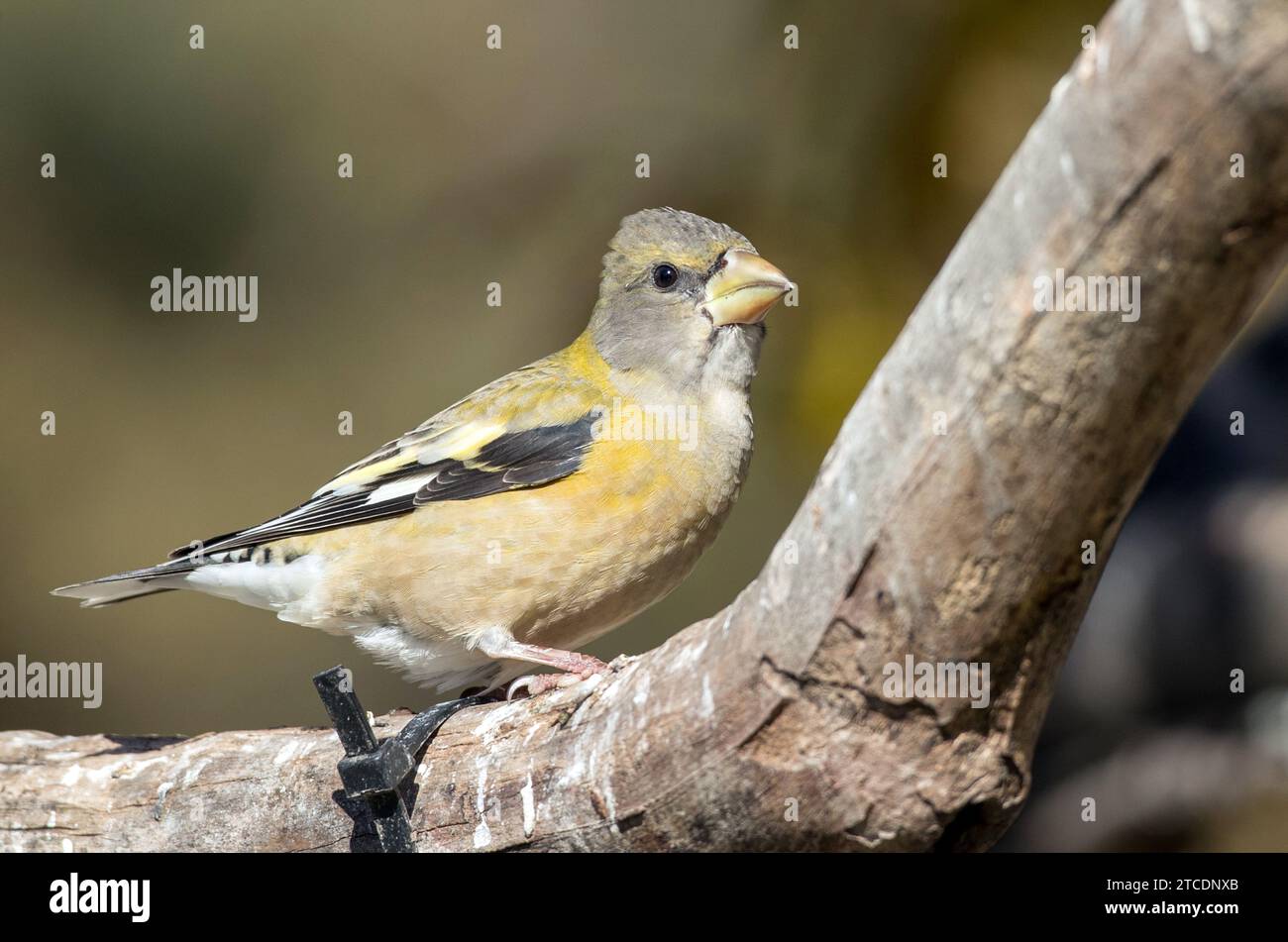 evening grosbeak (Hesperiphona vespertina, Coccothraustes vespertinus), Female or immature., USA Stock Photo