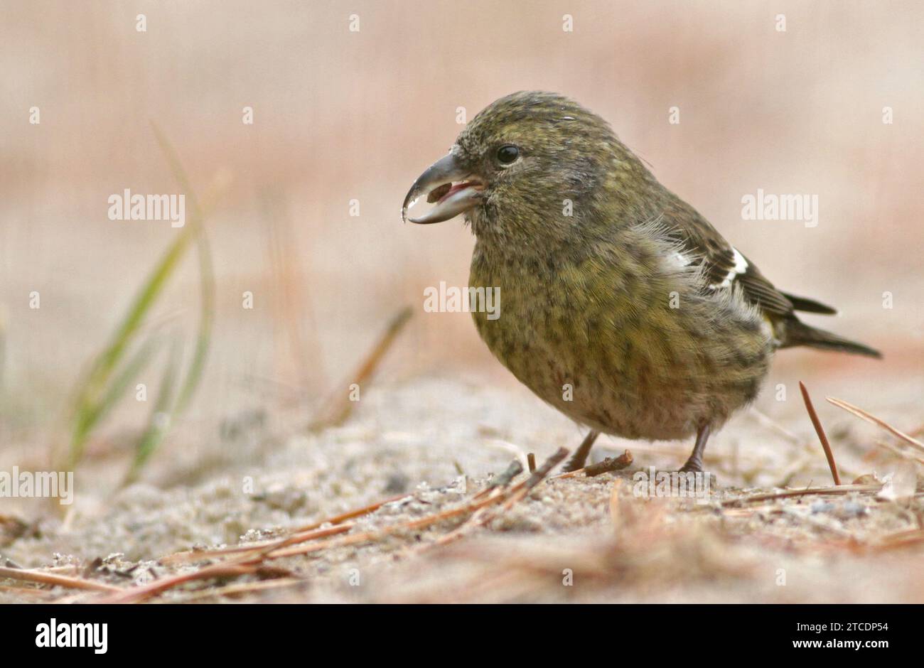 White-winged crossbill (Loxia leucoptera, Loxia leucoptera leucoptera), female sitting on the ground, foraging on pine cones., USA, Massachusetts Stock Photo