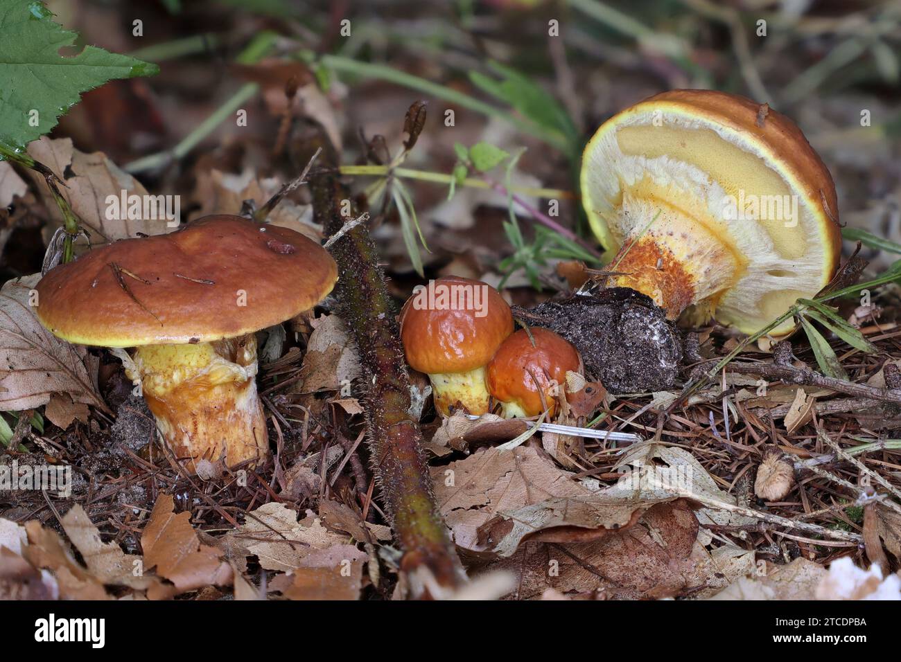 Larch bolete (Suillus grevillei, Suillus flavus), fruiting bodies, Germany, Mecklenburg-Western Pomerania Stock Photo