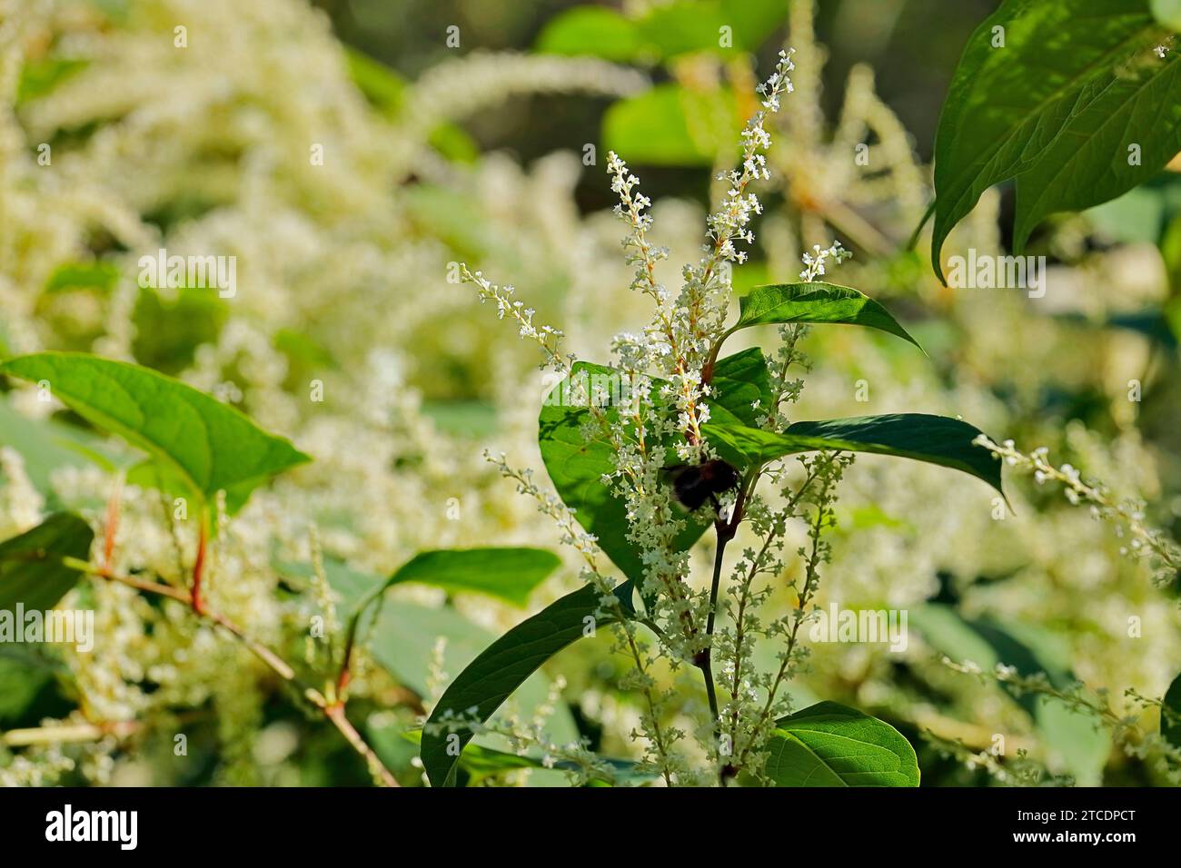 Japanese Knotweed (Fallopia japonica, Reynoutria japonica), blooming, Germany, North Rhine-Westphalia Stock Photo