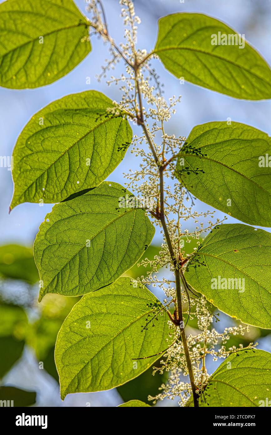 Japanese Knotweed (Fallopia japonica, Reynoutria japonica), blooming ...