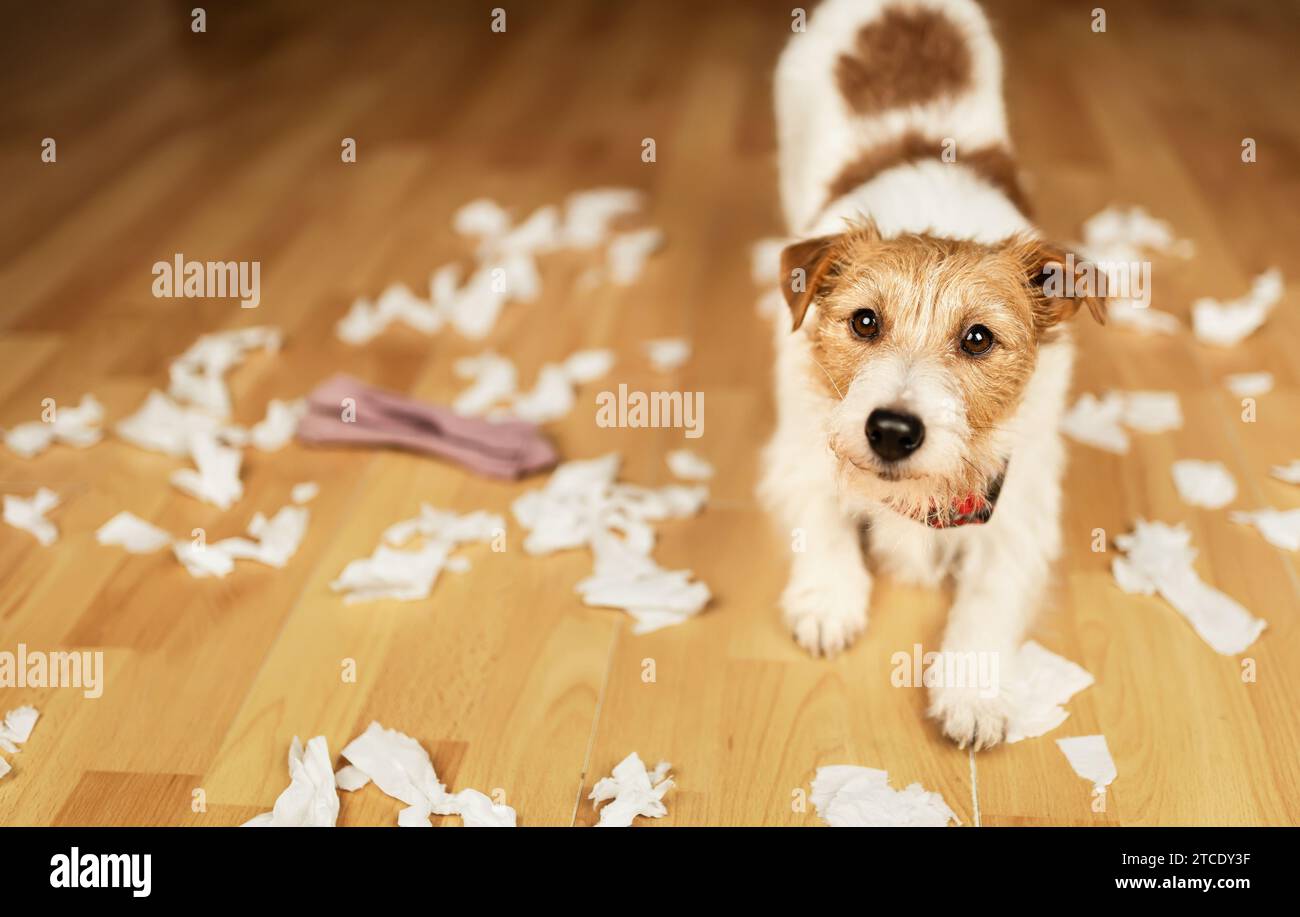 Funny, active naughty dog after biting, chewing a toilet paper. Pet