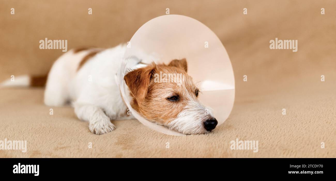 Healthy recovering dog resting on the sofa after spaying surgery and