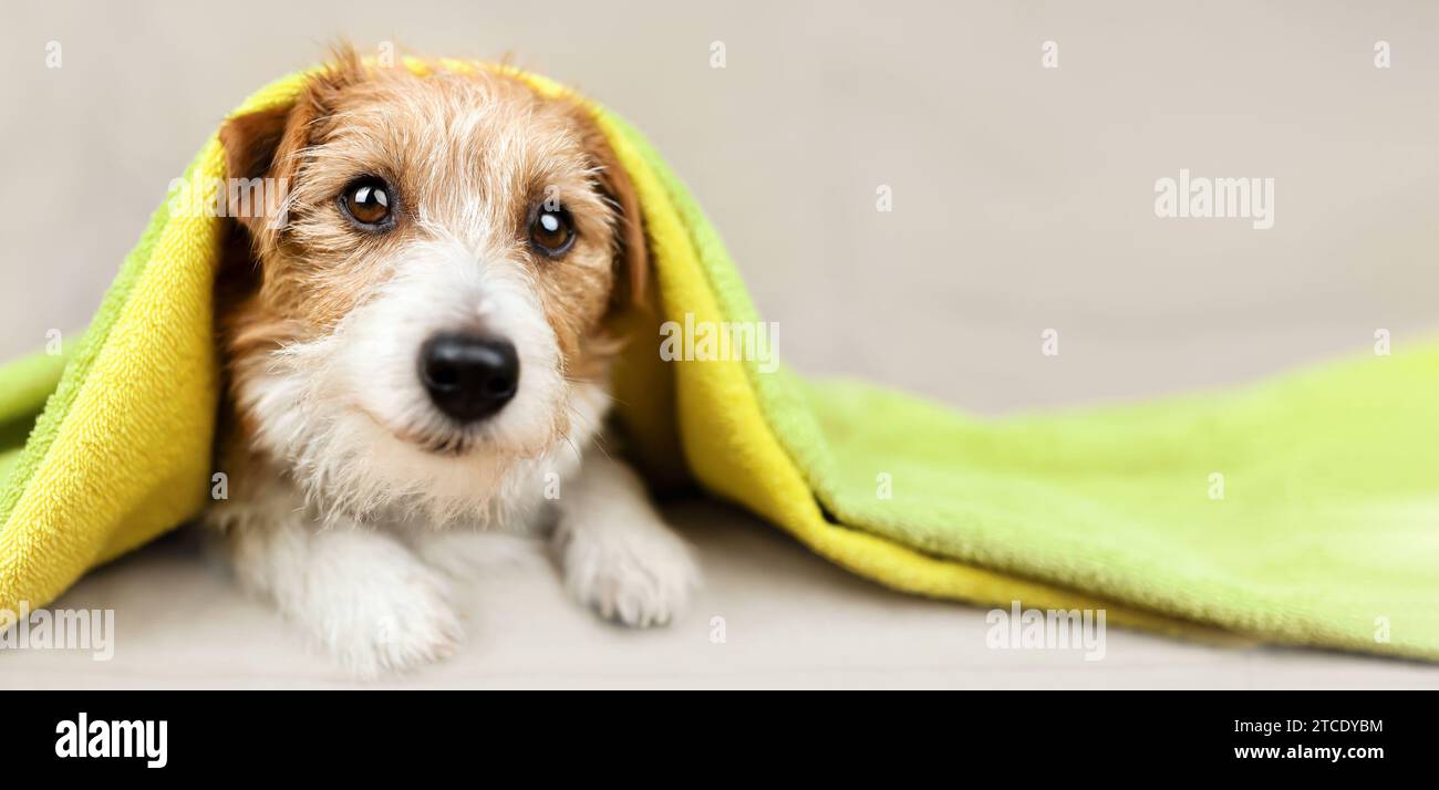 Dog Face Towel