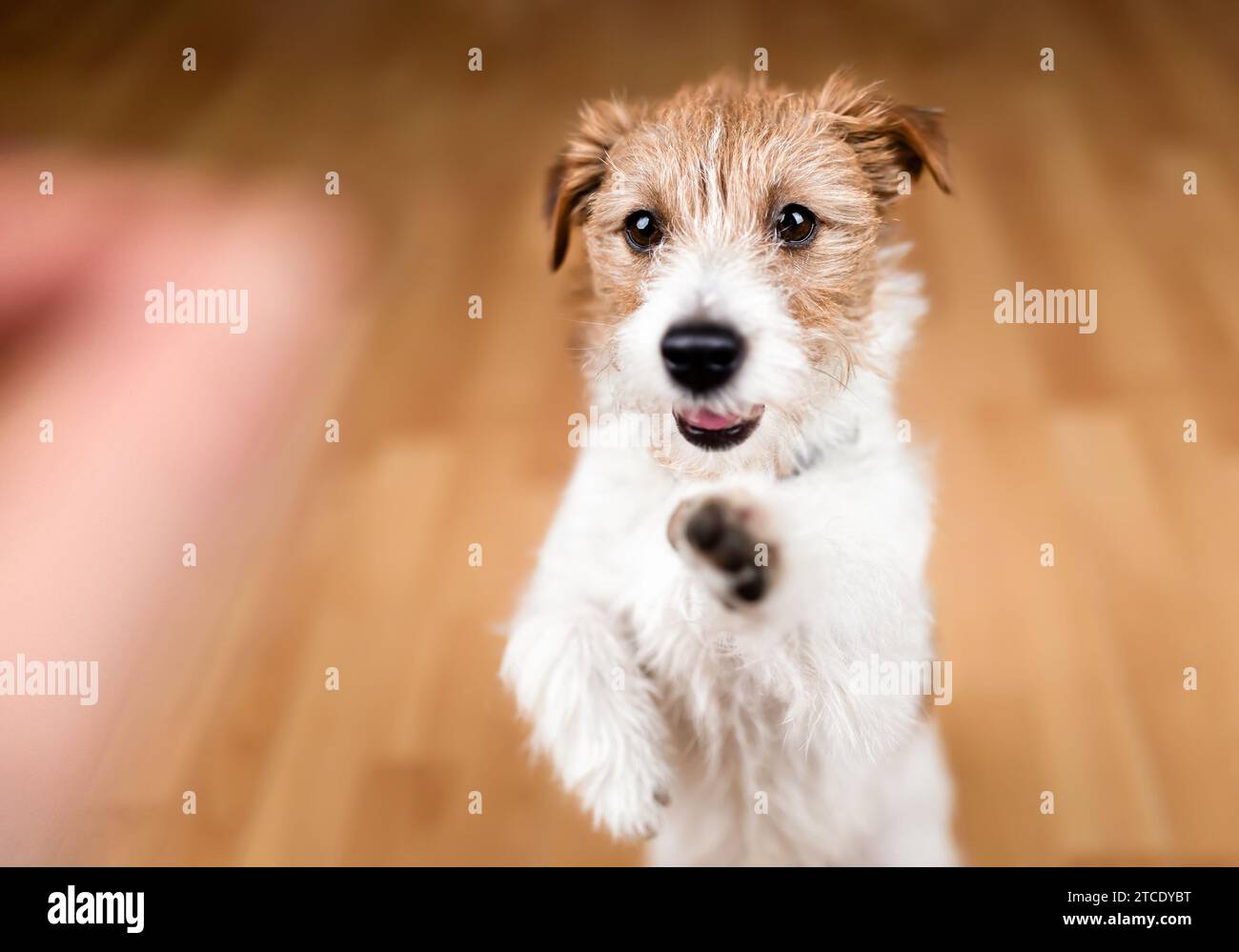 Cute dog puppy begging for snack food and giving paw. Puppy training background. Friendship, relationship of owner and pet. Stock Photo
