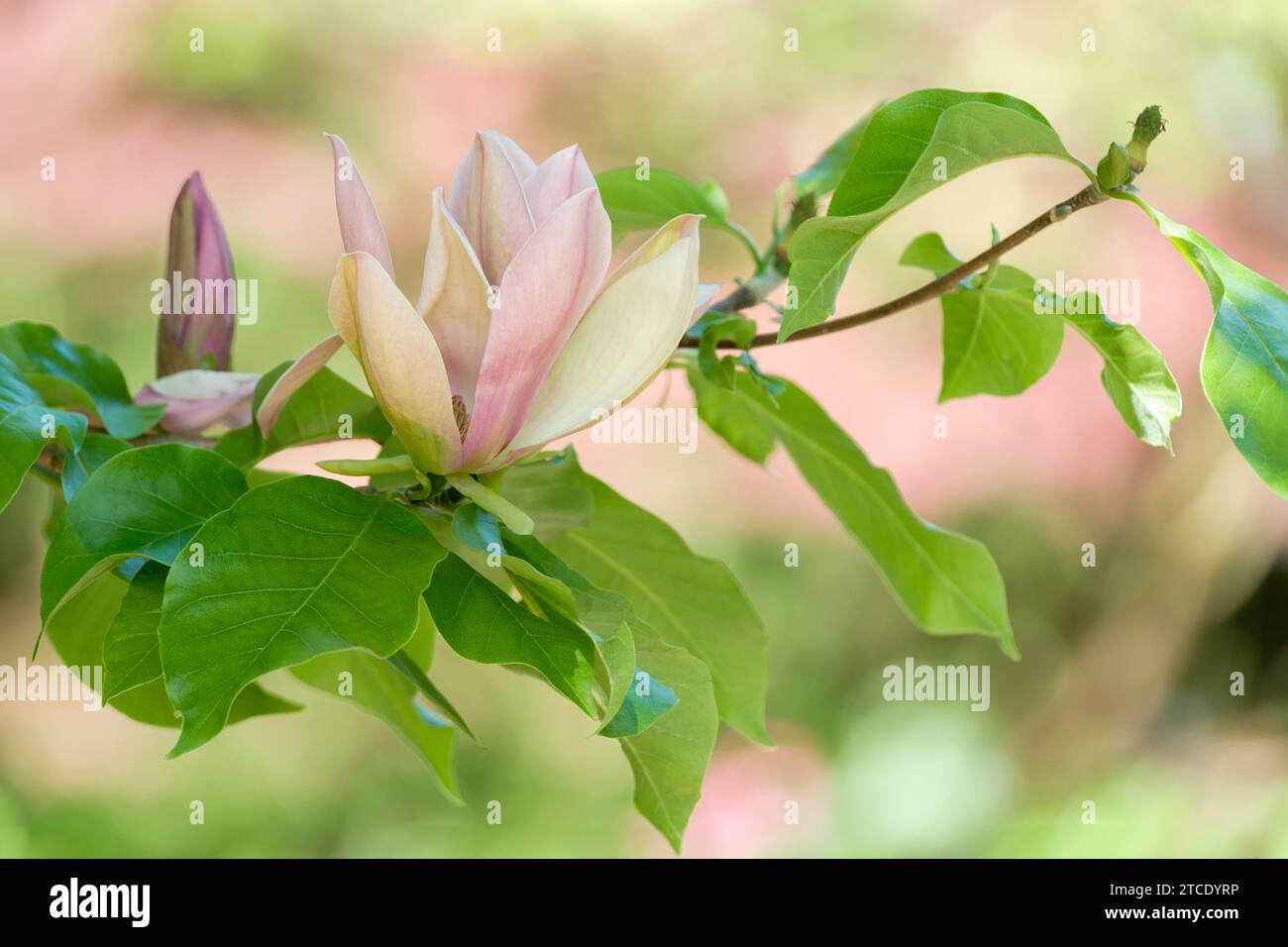 Magnolia × brooklynensis Evamaria, magnolia Evamaria, cup-shaped flowers, pale pink inside, purplish-pink outside, Stock Photo