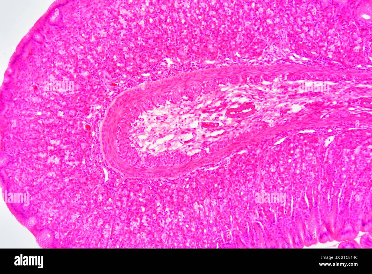 Stomach cross section showing mucosa, submucosa, muscular layer and gastric glands. Optical microscope X100. Stock Photo