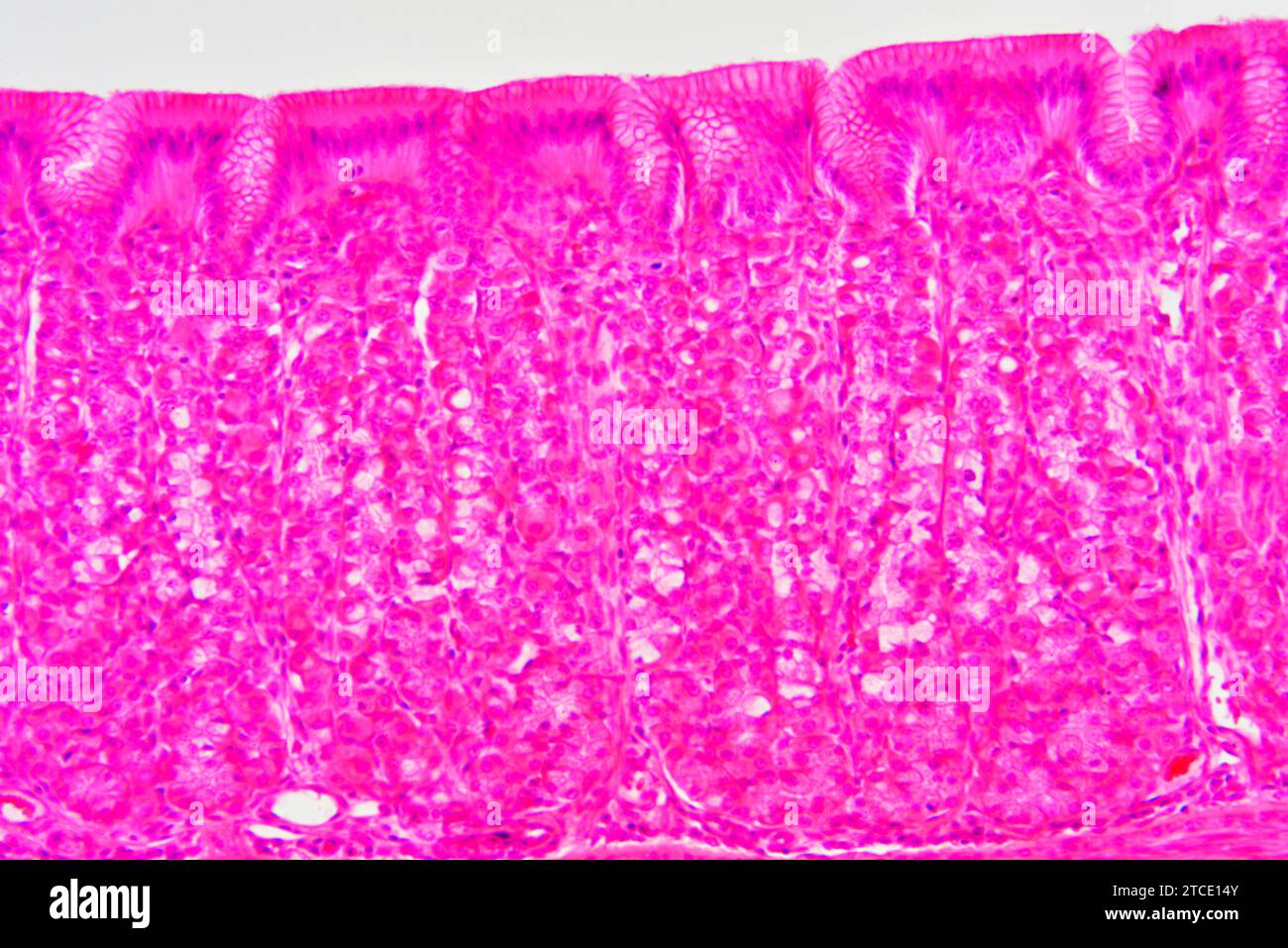 Stomach cross section showing mucosa, submucosa and gastric glands. Optical microscope X200. Stock Photo