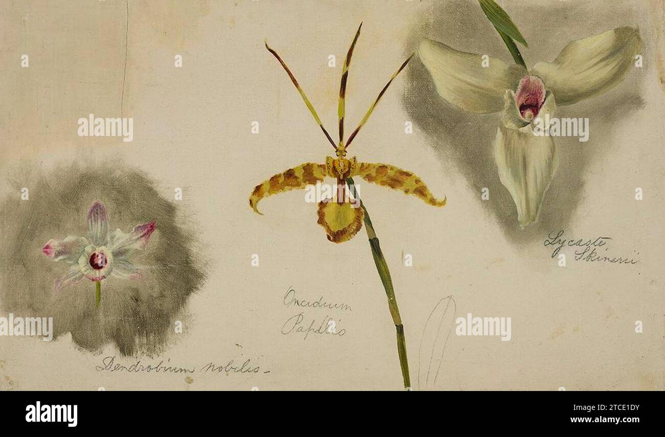 William Jacob Hays, Sr. - Three Orchids (Dendrobium Nobile-Oncidium Papilio-Lycaste Skinneri) Stock Photo